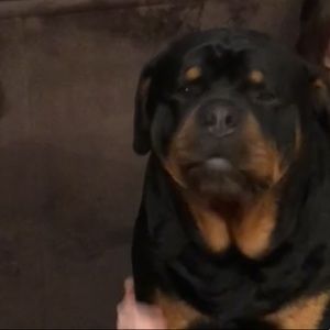 Meet your Posher, Lilly